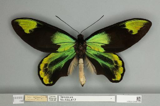 Ornithoptera victoriae regis Rothschild, 1895 - 013602549__