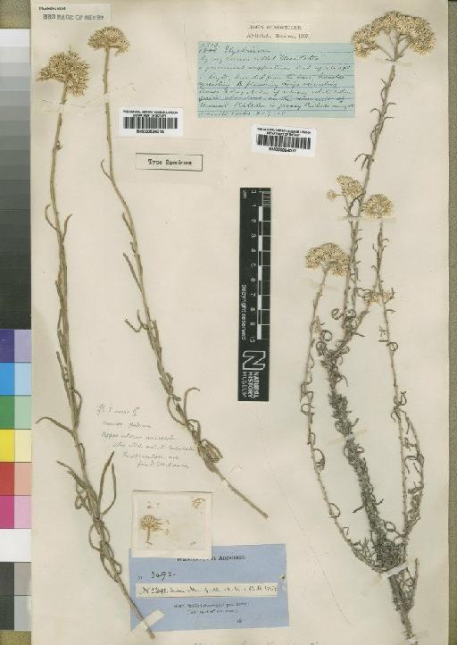 Helichrysum benguellense Hiern - BM000924016