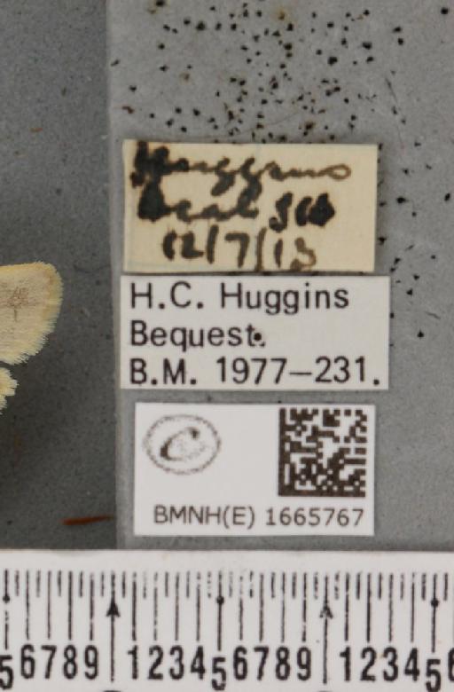 Eilema pygmaeola pygmaeola (Doubleday, 1847) - BMNHE_1665767_label_289818