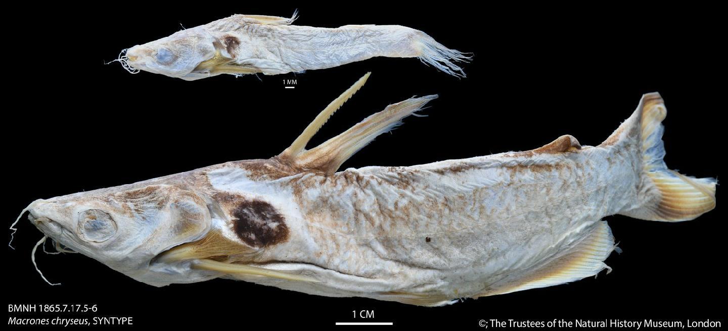 To NHMUK collection (Pseudobagrus chryseus Day, 1865; SYNTYPE(S); NHMUK:ecatalogue:2598306)