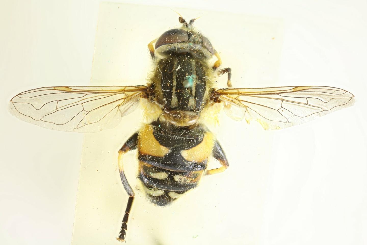 Helophilus groenlandicus thumbnail