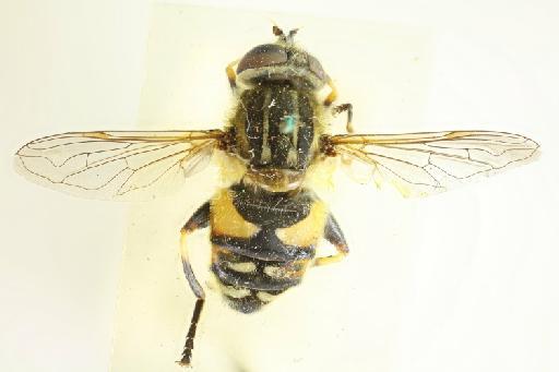 Helophilus (Helophilus) groenlandicus (Fabricius, 1780) - Helophilus groenlandicus dorsal