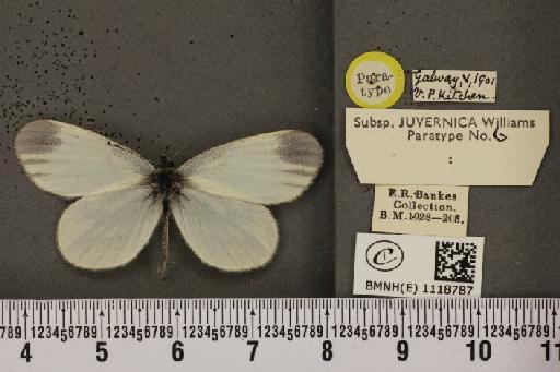 Leptidea sinapis juvernica Williams, 1946 - BMNHE_1118787_73992