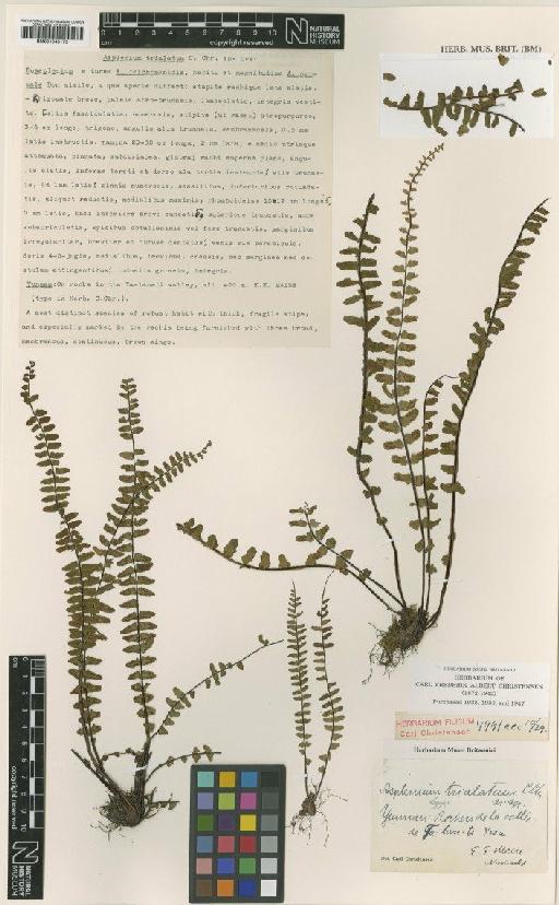 Asplenium trialatum C.Chr. - BM001045173