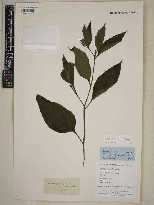 Symphytum uplandicum Nyman - BM013722650