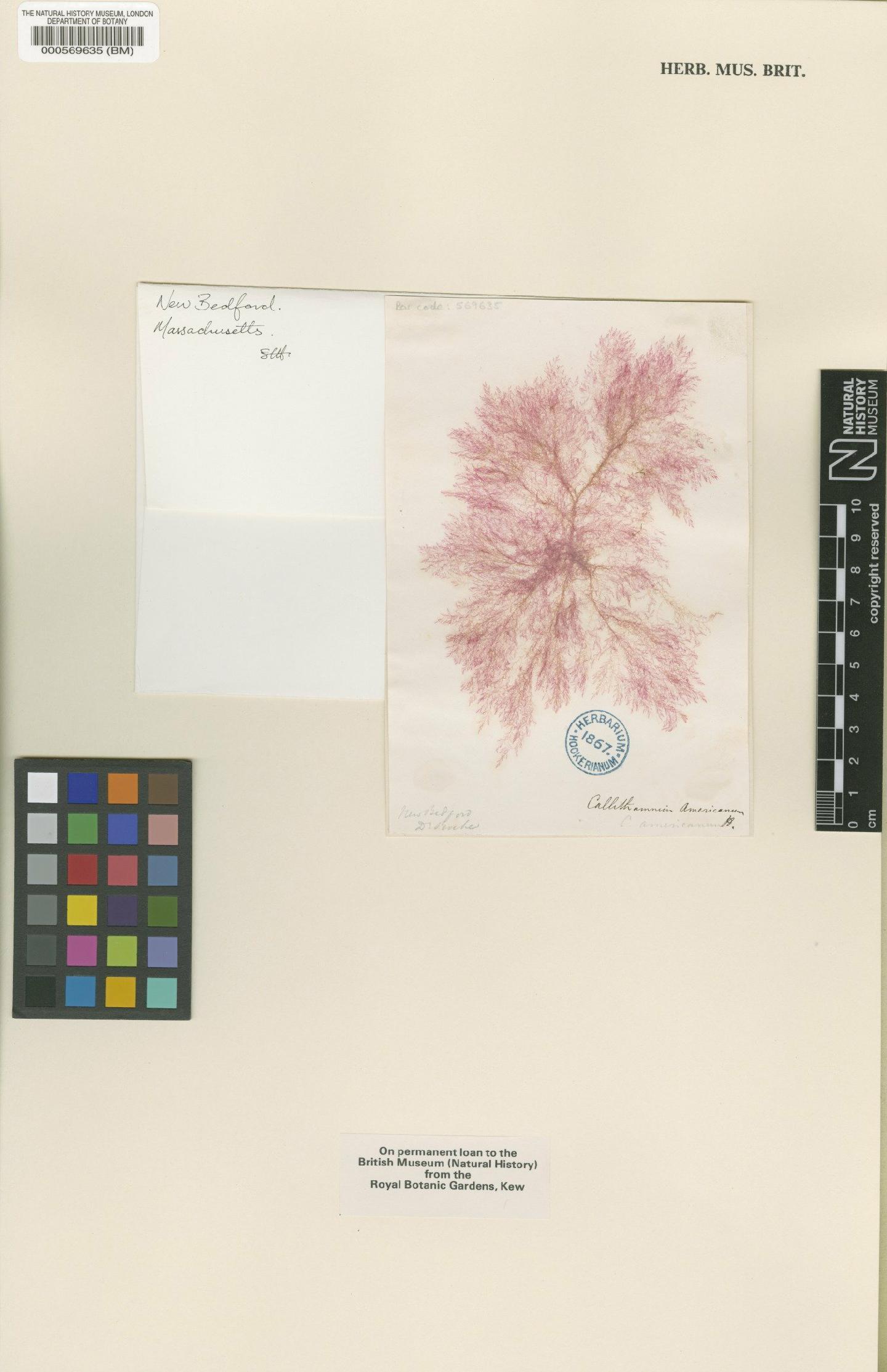 To NHMUK collection (Scagelia pylaisaei (Mont.) M.J.Wynne; TYPE; NHMUK:ecatalogue:4787633)