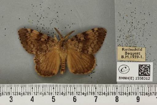 Lymantria dispar ab. brunnea Schulze, 1910 - BMNHE_1558312_252593