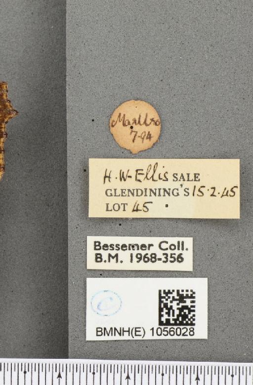 Aglais urticae ab. nigricaria Lambillion, 1902 - BMNHE_1056028_label_45323