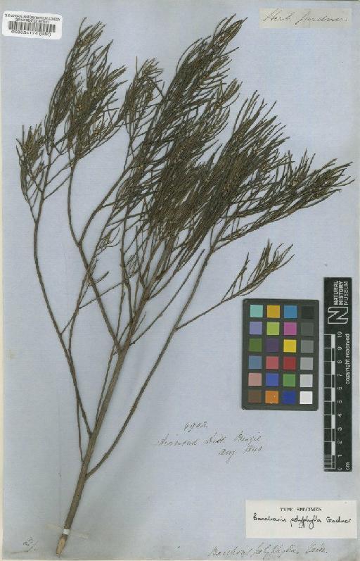 Baccharis polyphylla Gardner - BM000554174