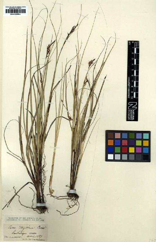 Carex illegitima Ces. - BM000895944