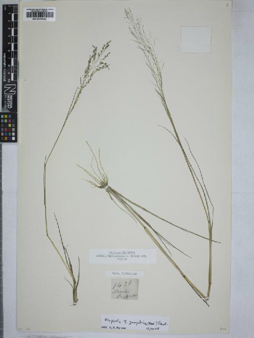 Eragrostis gangetica (Roxb.) Steud. - 000915042