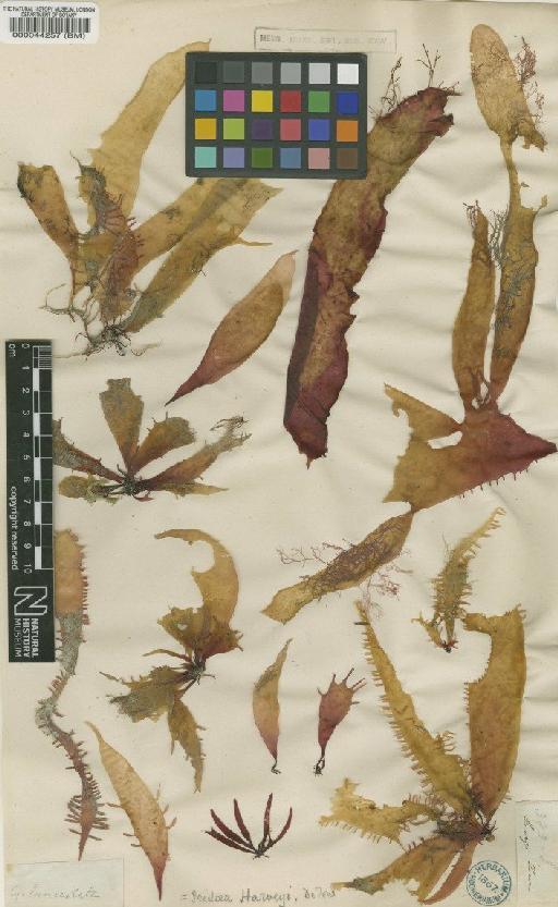 Rhodoglossum gigartinoides (Sond.) Edyvane & Womersley - BM000044257