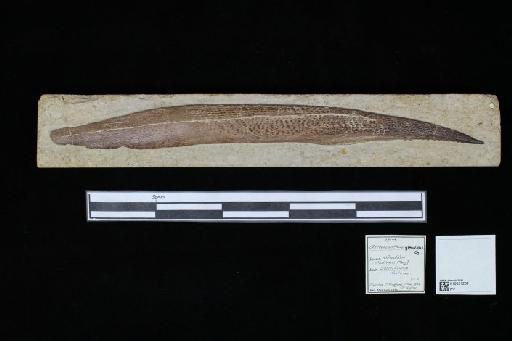 Asteracanthus granulosus Egerton, 1854 - 010021269_L010040508