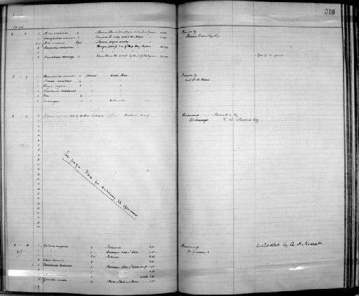Francolinus crawshayi Ogilvie-Grant, 1896 - Zoology Accessions Register: Aves (Skins): 1892 -1896: page 316