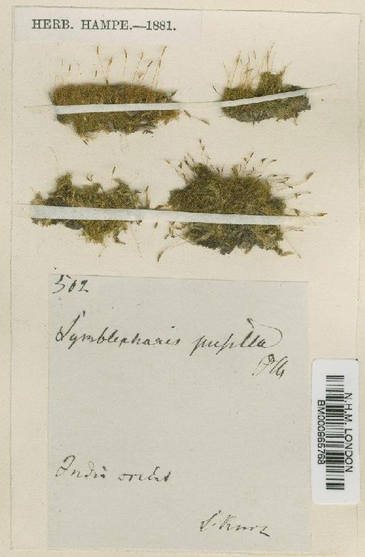 Symblepharis pusilla Müll.Hal. - BM000965768