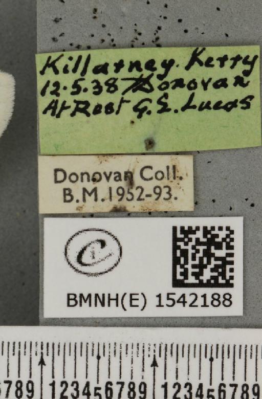Leucodonta bicoloria (Denis & Schiffermüller, 1775) - BMNHE_1542188_label_282525