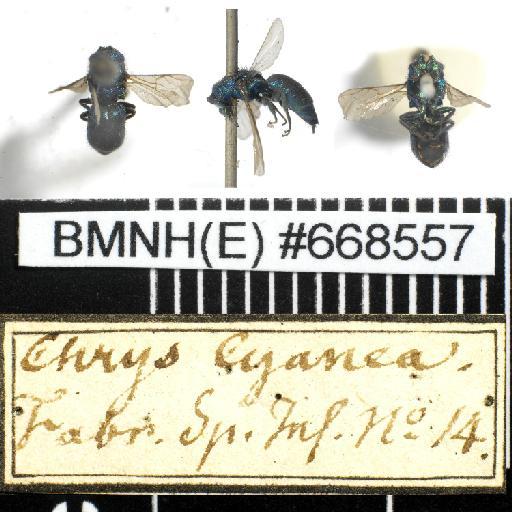 Chrysis cyanea (Linnaeus, 1758) - Chrysis_cyanura-BMNH(E)#668557-habiti