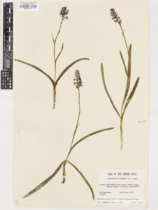 Gymnadenia borealis (Druce) R.M.Bateman, Pridgeon & M.W.Chase - BM001116859