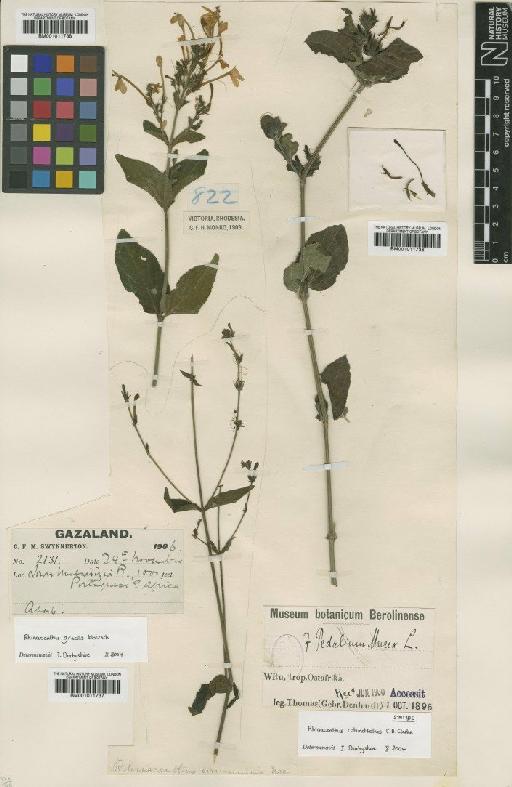 Rhinacanthus rotundifolius C.B.Clarke - BM001011736