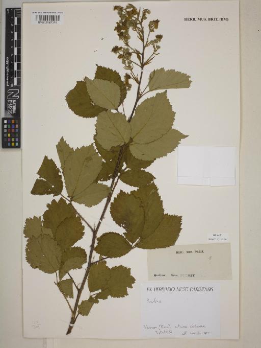 Rubus L. - BM013845385