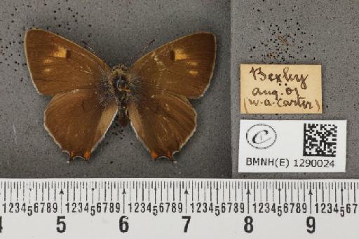 Thecla betulae (Linnaeus, 1758) - BMNHE_1290024_128388