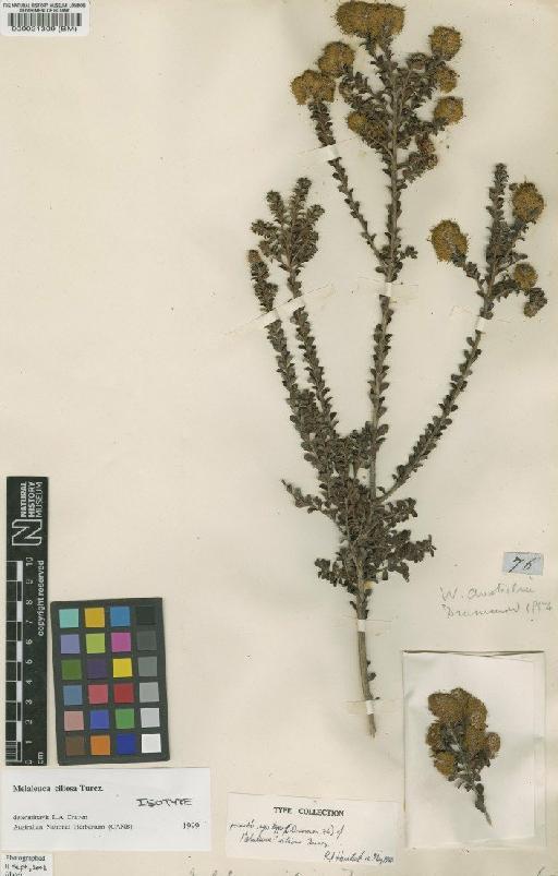 Melaleuca ciliosa Turcz. - BM000021309