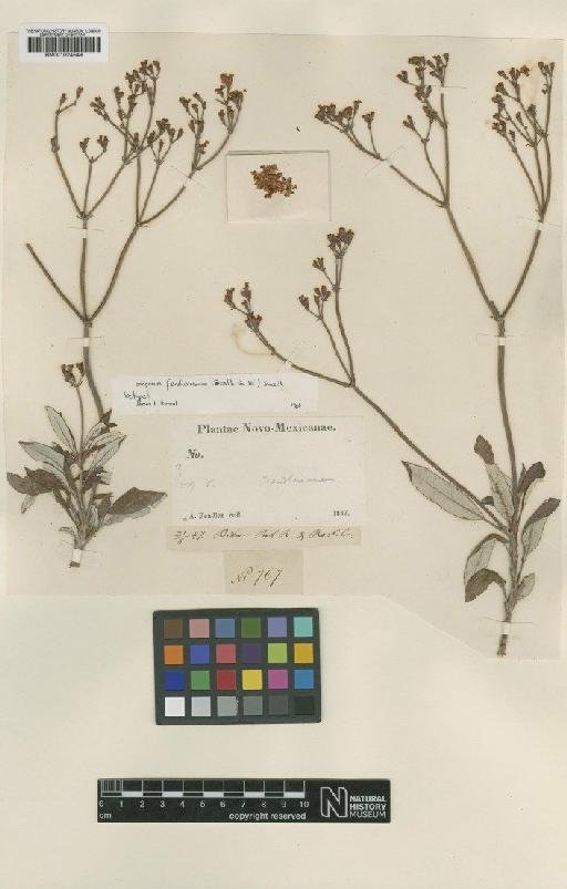 Eriogonum effusum subsp. fendlerianum (Benth.) S.Stokes - BM001024549