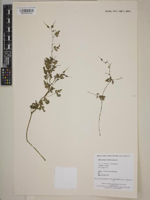 Geranium robertianum L. - 013834819
