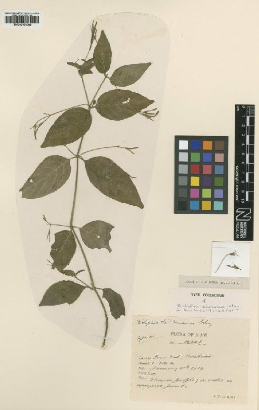 Dicliptera siamensis Imlay - BM000950066