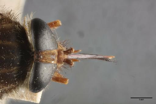 Scione flavohirta Ricardo - 014428050_dorsal_head