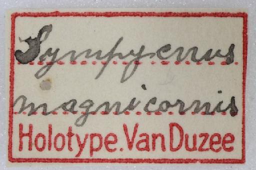Pseudargyrus magnicornis (Van Duzee, 1930) - Pseudargyra_magnicornis-249158-labels2
