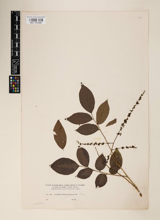 Picramnia violacea - 014630828