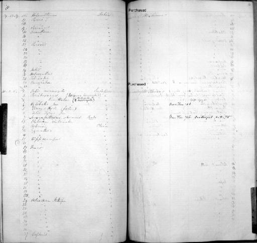 Cheilodactylus sp - Zoology Accessions Register: Mammals: 1838 - 1840: page 160