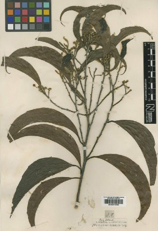 Acacia flavescens A.Cunn. ex Benth. - BM000796764