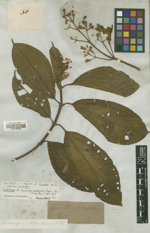 Conostegia rufescens Naudin - BM001008042