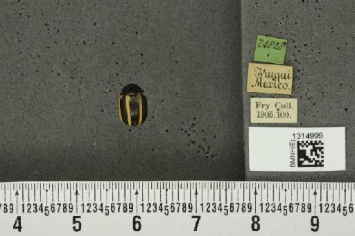 Leptinotarsa dahlbomi (Stål, 1859) - BMNHE_1314999_14969