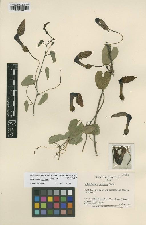Aristolochia carterae Pfeifer - BM001067362