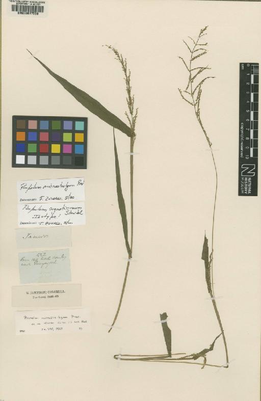 Paspalum microstachyum J.Presl - BM000617059