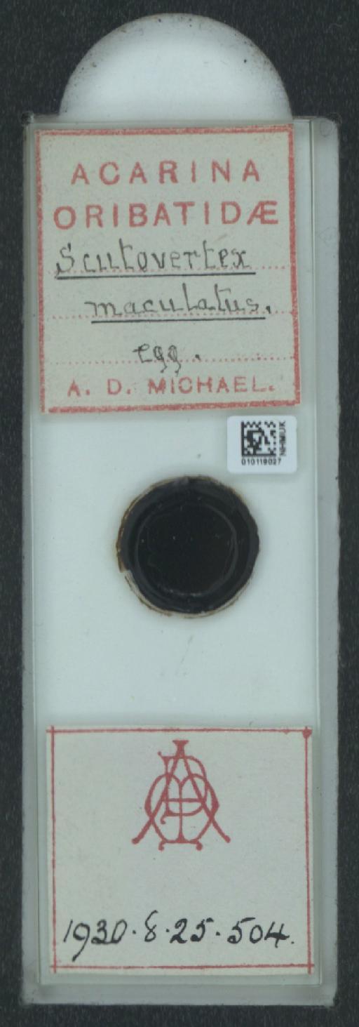 Scutovertex maculatus A.D. Michael, 1882 - 010119027_128156_1585179