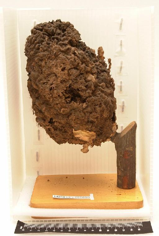 Crematogaster arboreus - Hymenoptera Nest BMNH(E) 650893