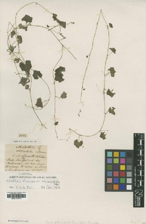 Melothria fluminensis Gardner - BM001008479