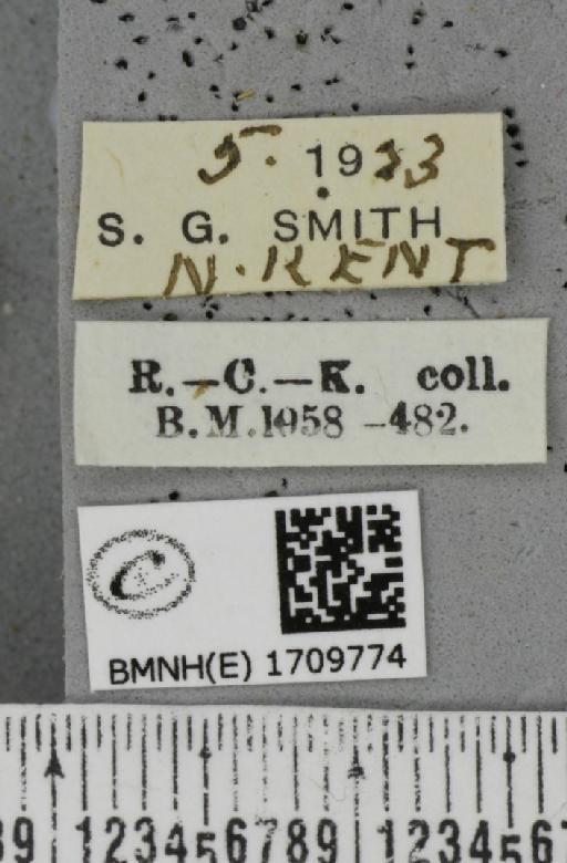 Cyclophora annularia ab. fasciata Lempke, 1949 - BMNHE_1709774_label_273749