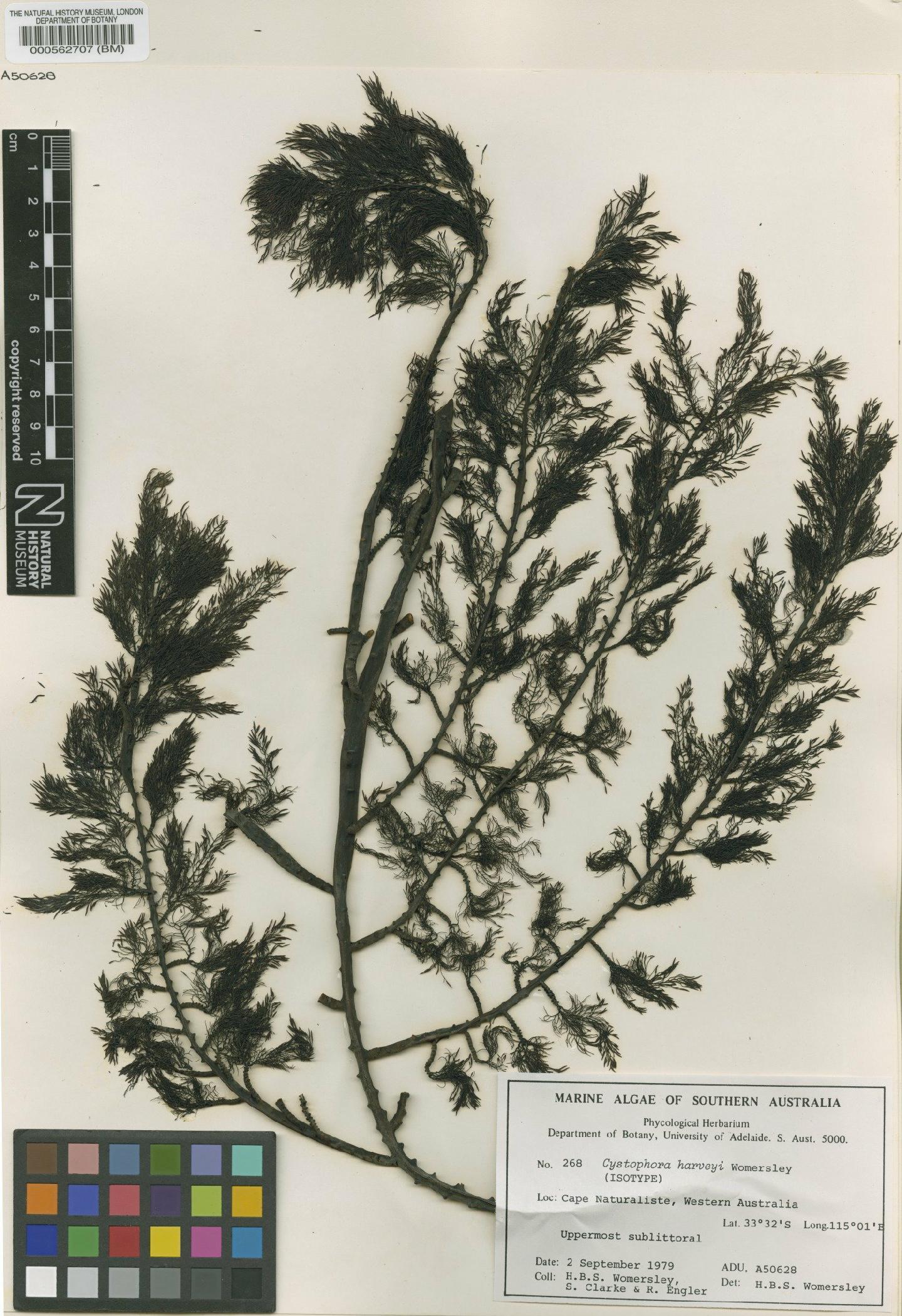 To NHMUK collection (Cystophora harveyi Womersley; Isotype; NHMUK:ecatalogue:4721929)