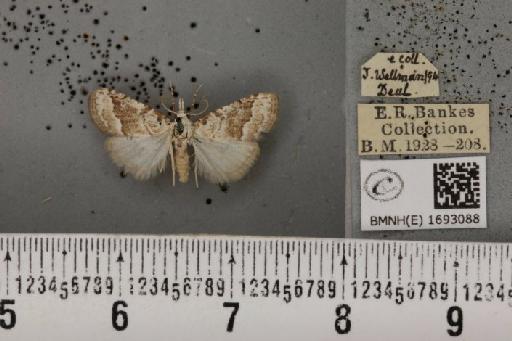 Nola aerugula (Hübner, 1793) - BMNHE_1693088_292890