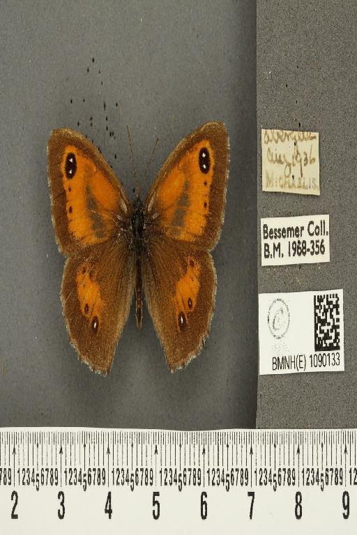 Pyronia tithonus britanniae ab. posttriexcessa Leeds, 1950 - BMNHE_1090133_426