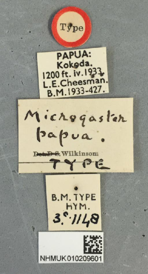 Microgaster papua Wilkinson, 1936 - Microgaster_papua_010209601_labels