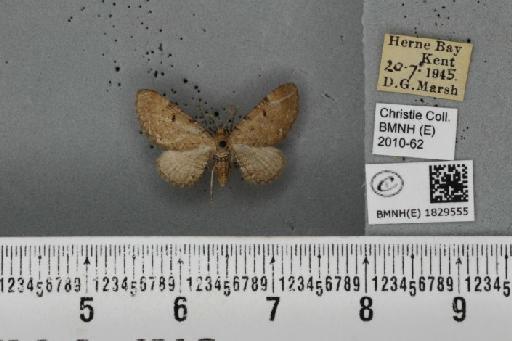 Eupithecia absinthiata (Clerck, 1759) - BMNHE_1829555_403104