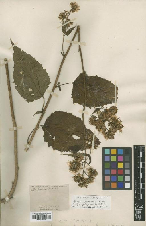 Senecio erythropappus Bureau & Franch. - BM000996039