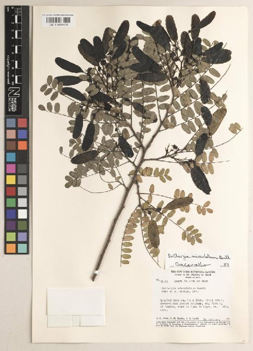 Dalbergia miscolobium Benth. - BM013406499