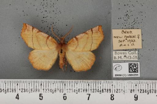 Selenia dentaria (Fabricius, 1775) - BMNHE_1884394_444745